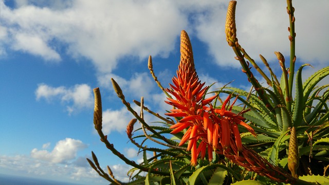 Aloe kapsk (Aloe capensis): Podrobn prvodce livou rostlinou z Jin  Afriky